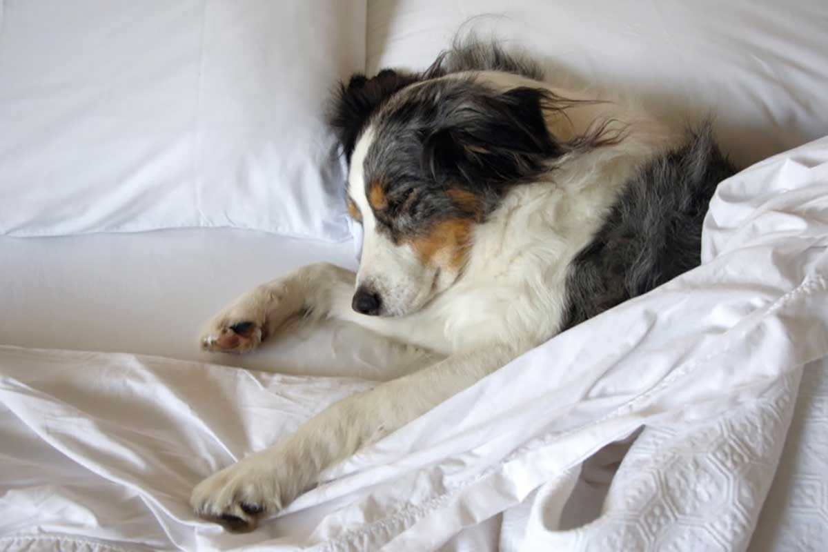 Как научить щенка спать всю ночь: метод дрессировщика