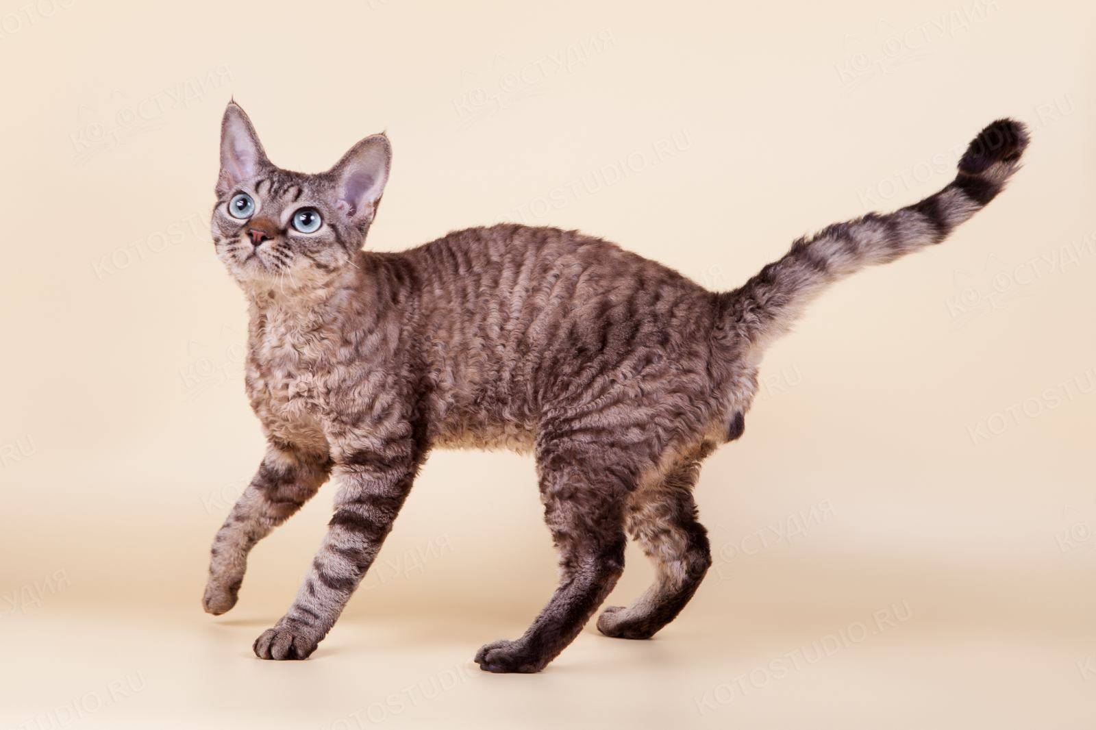 Гипоаллергенные породы кошек с фотографиями и названиями