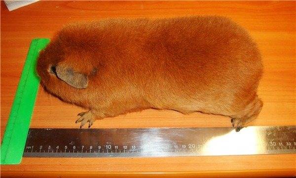 [новое исследование] самая большая морская свинка - куи: описание, характер, продолжительность жизни, уход и содержание
