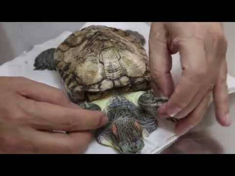 Как узнать что красноухая черепаха беременна - зоо мир
