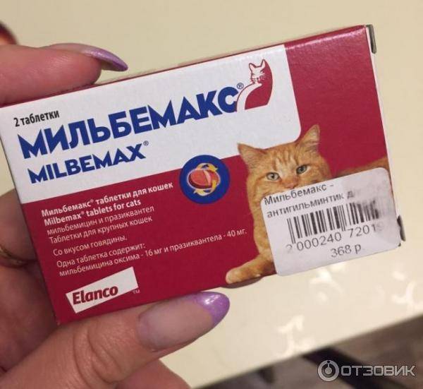 Мильбемакс для кошек – назначение, инструкция, отзывы