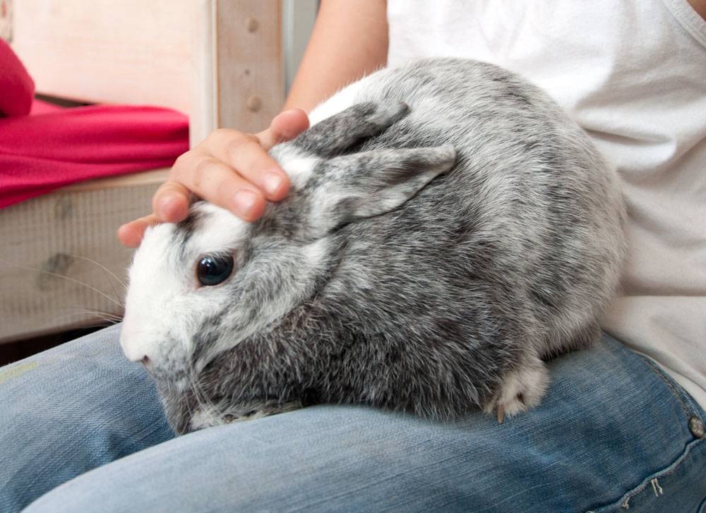 Сколько лет живут обычные и декоративные кролики в домашних условиях?