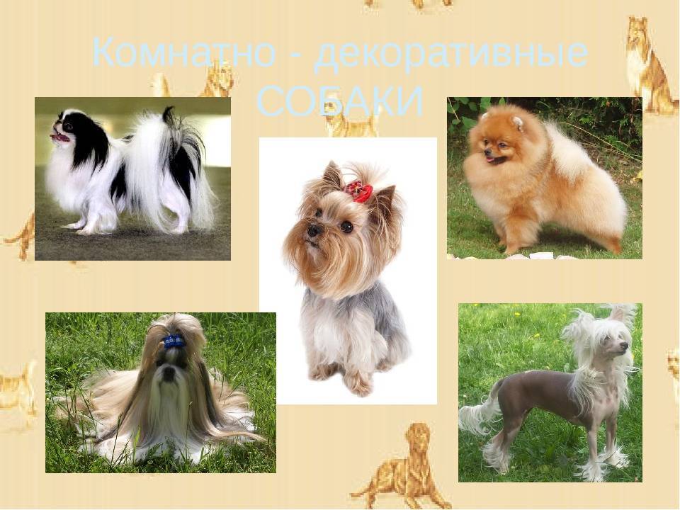 Маленькие породы собак с названиями и с фотографиями и названиями пород