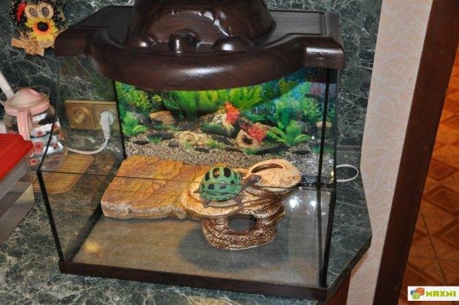 Какой аквариум нужен для красноухой черепахи