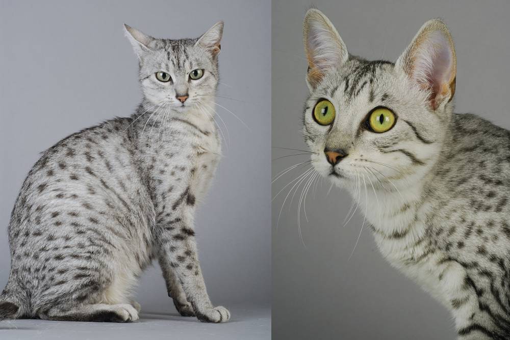 Египетская мау: кошки и коты