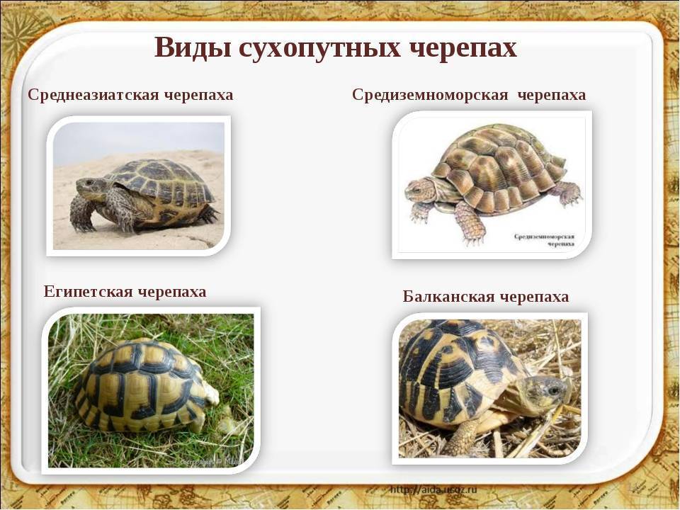 Как определить возраст черепахи и пол: сухопутной, красноухой и т.д.?