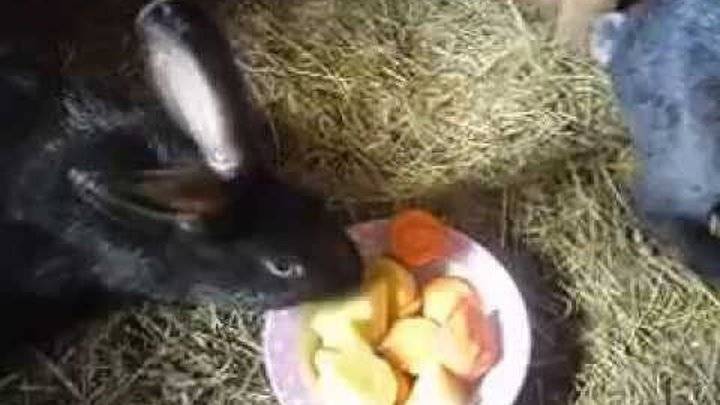 Чем кормить кроликов, чтобы они набирали вес