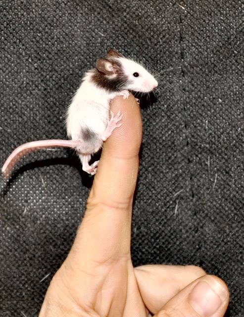 Японская мышь: внешний вид и характер, уход и содержание карликового грызуна