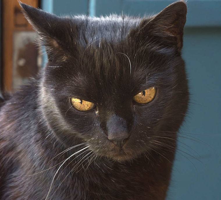 Йоркская шоколадная кошка: фото, описание, окрас, характер, стандарт породы