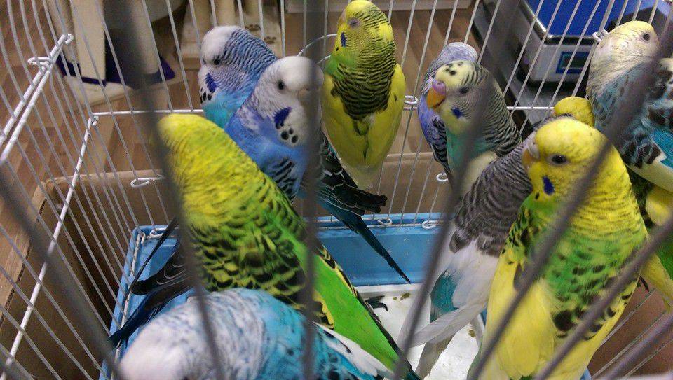 Сколько стоит попугай жако в россии в рублях и от чего зависит цена птицы