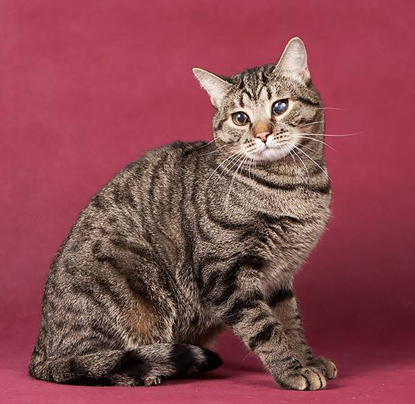 Европейская короткошерстная кошка - описание породы