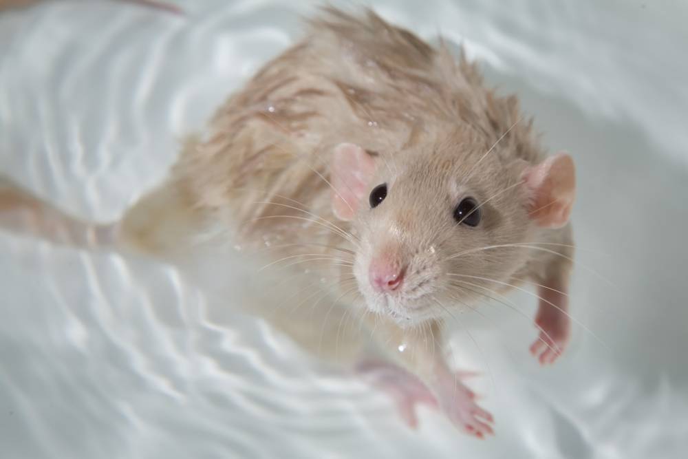 Как купать крысу в домашних условиях, пошаговая инструкция