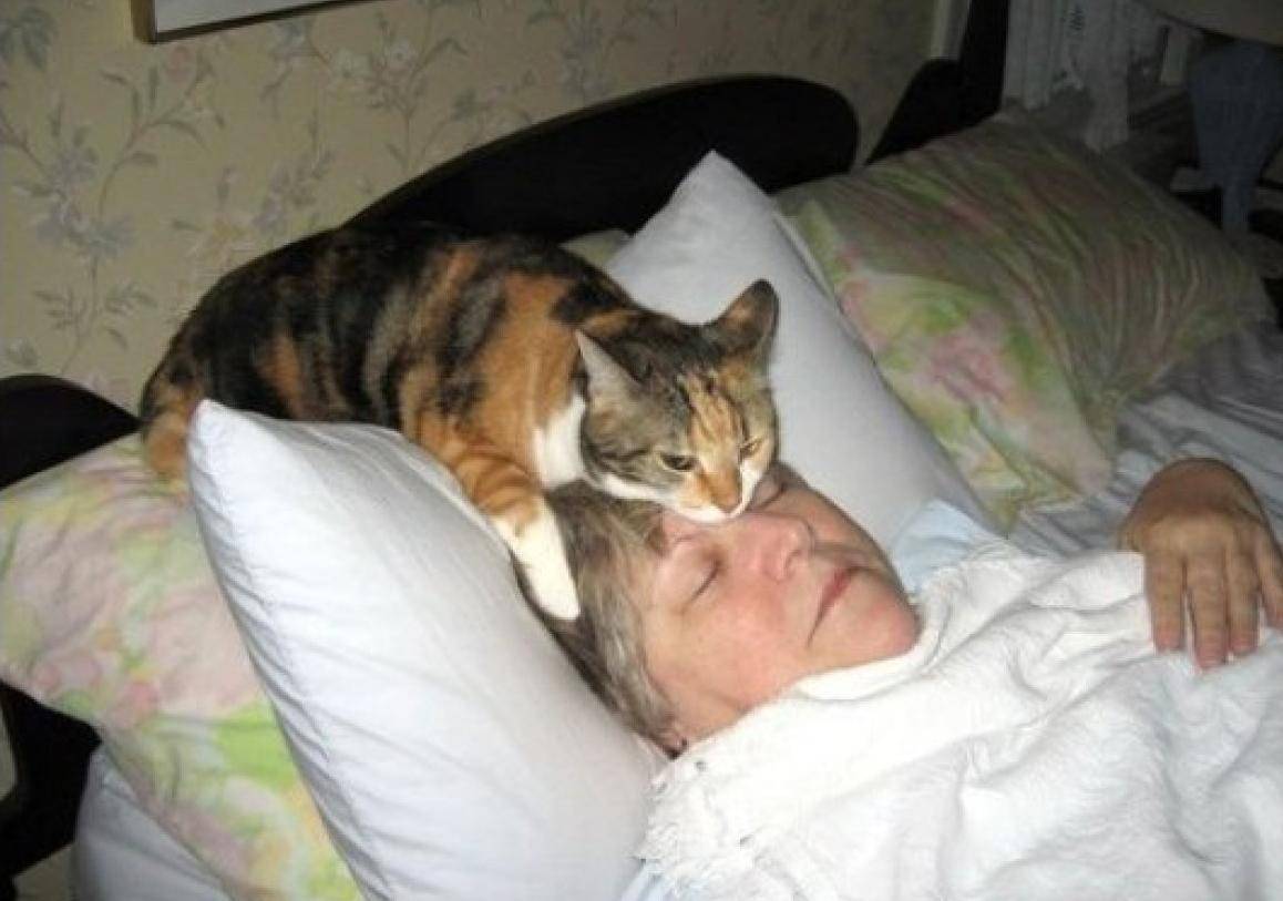 К чему снится  кошка во сне — по 90 сонникам! если видишь во сне кошка что значит?