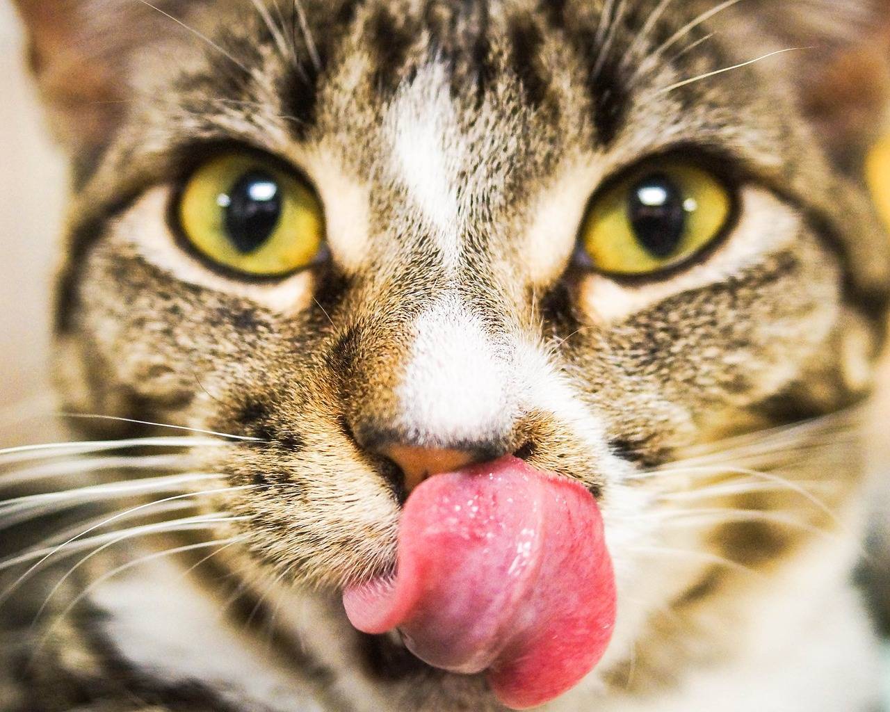 Почему кошка высовывает язык? заболевания, при которых наблюдается высовывание кончика языка у кошек. почему кошки высовывают кончик языка — причины