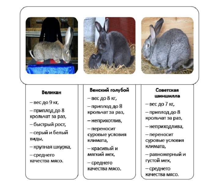 Кролики калифорнийской породы: описание и особенности содержания