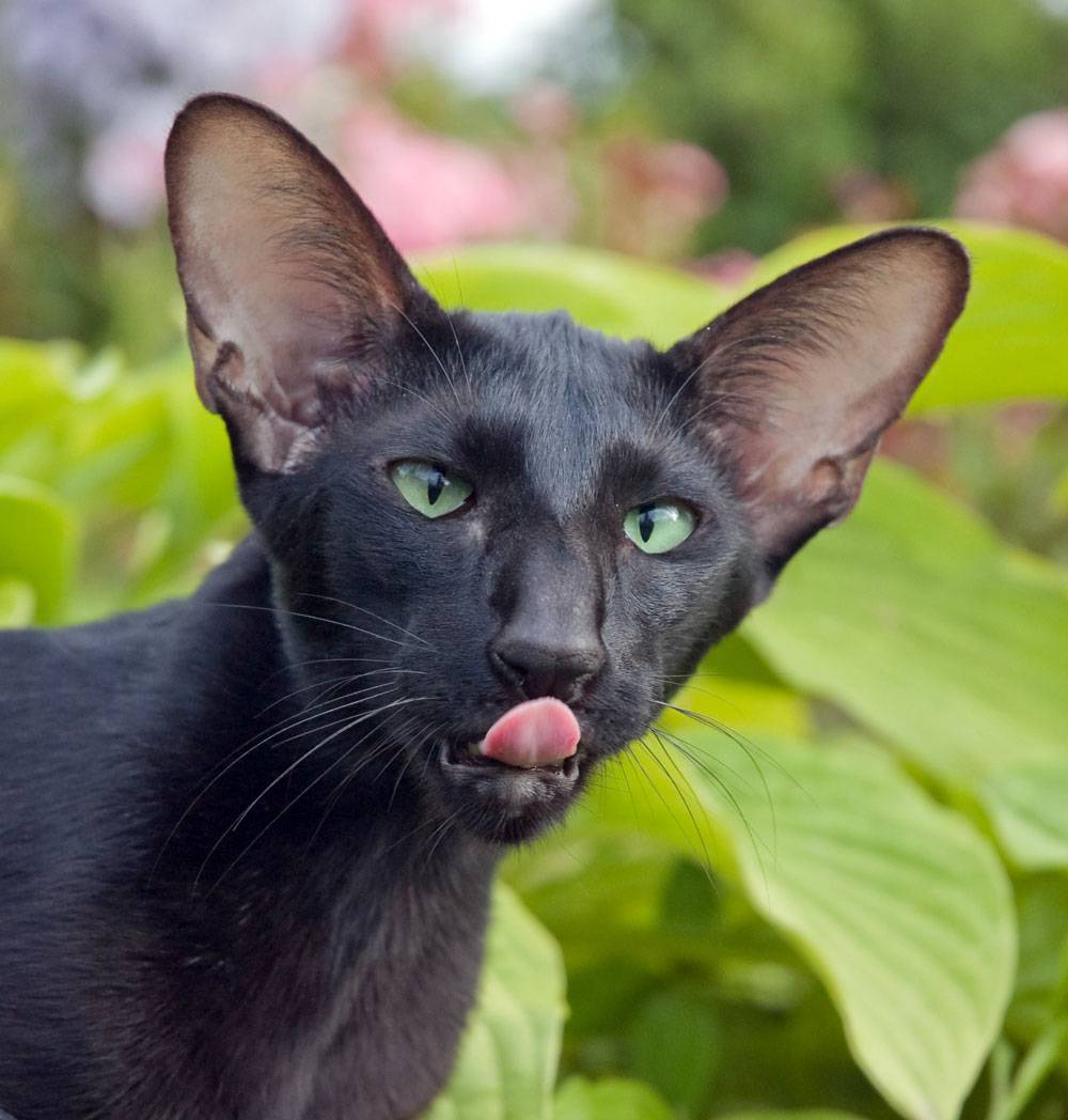 Ориентальная кошка: описание породы, характер и уход