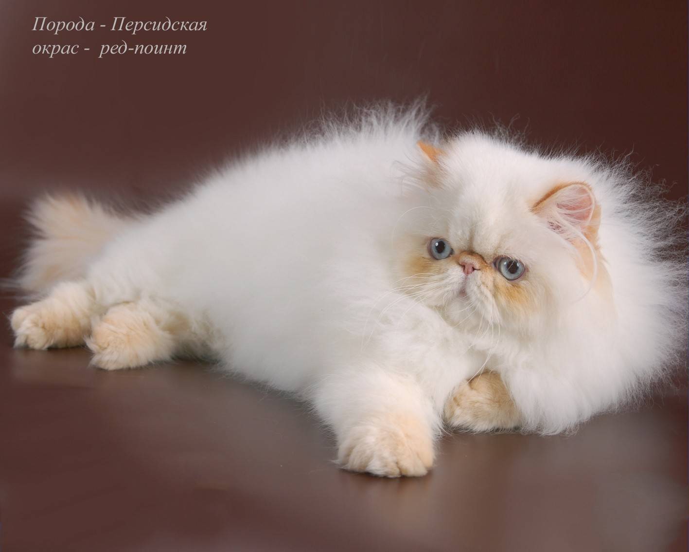 Чем персидская кошка отличается от других пород и как за ней ухаживать - мир кошек