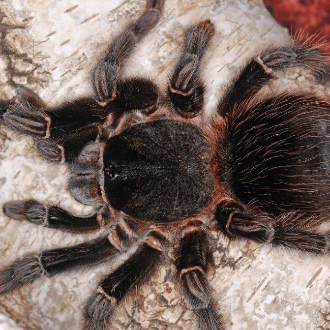 Чем питается паук-птицеед brachypelma emilia?