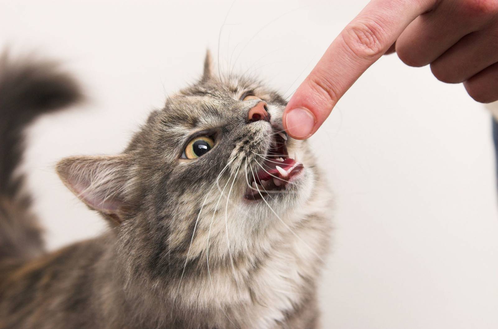 Как отучить котенка кусаться и царапаться – советы и причины