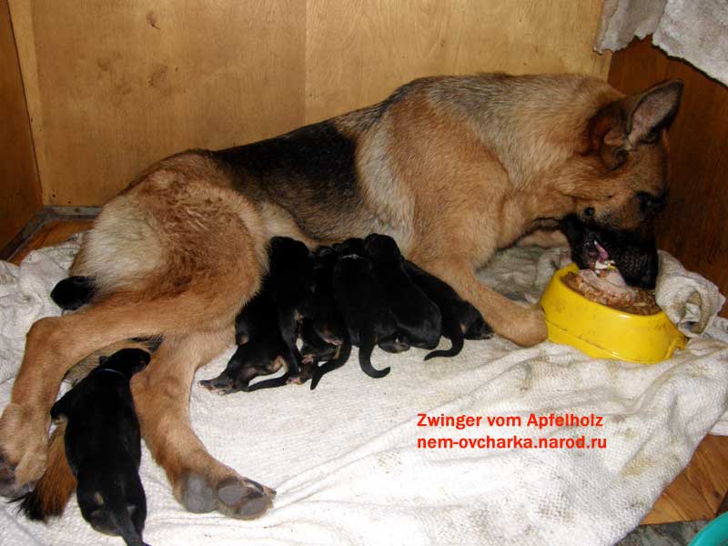 Рацион кормления собаки после родов