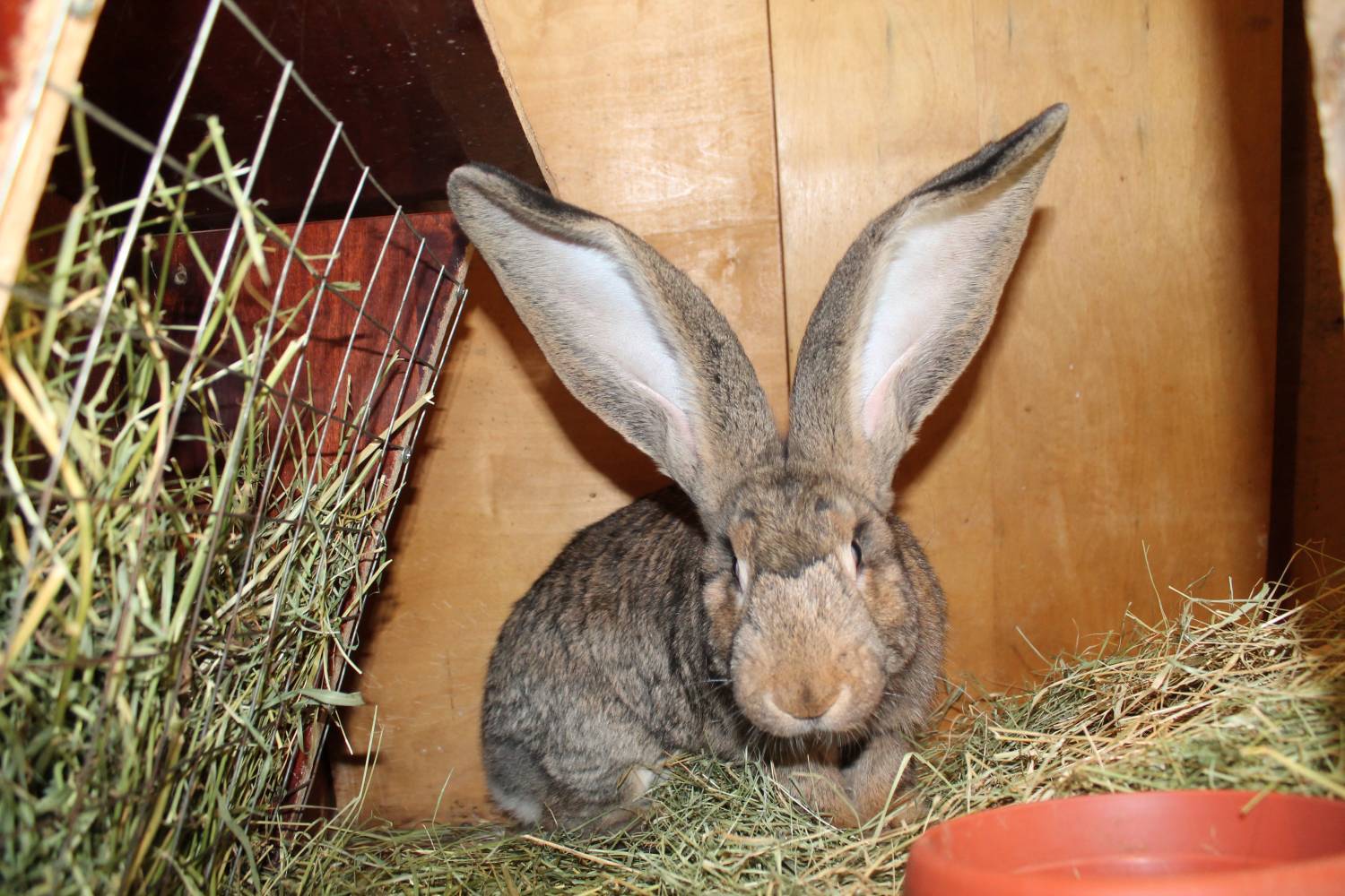 Кролик фландр (породы бельгийский великан) - характеристика и уход