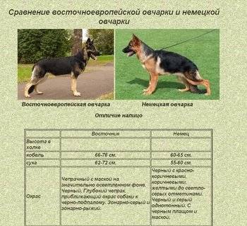 Вес и рост щенка немецкой овчарки по месяцам - таблица и фото с описанием этапов развития