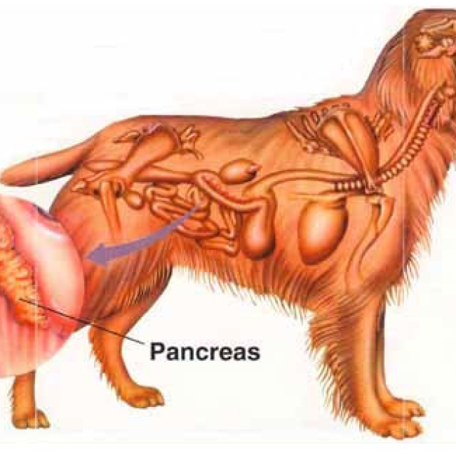 Хондросаркома и остеосаркома у собак — злокачественные опухоли