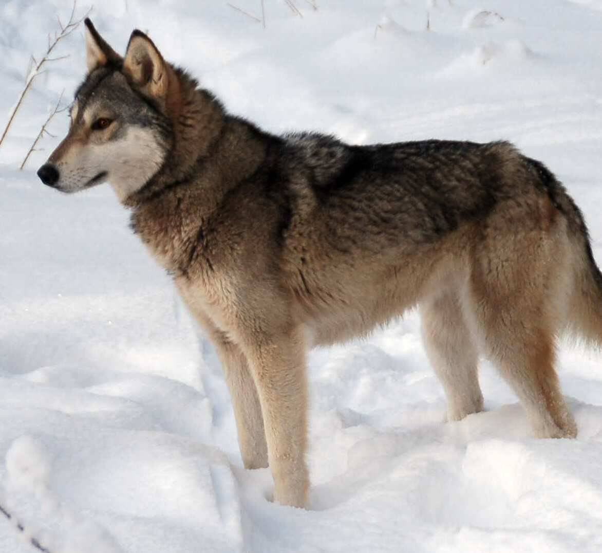 Собака-волк и похожие на волка породы: список с фотографиями