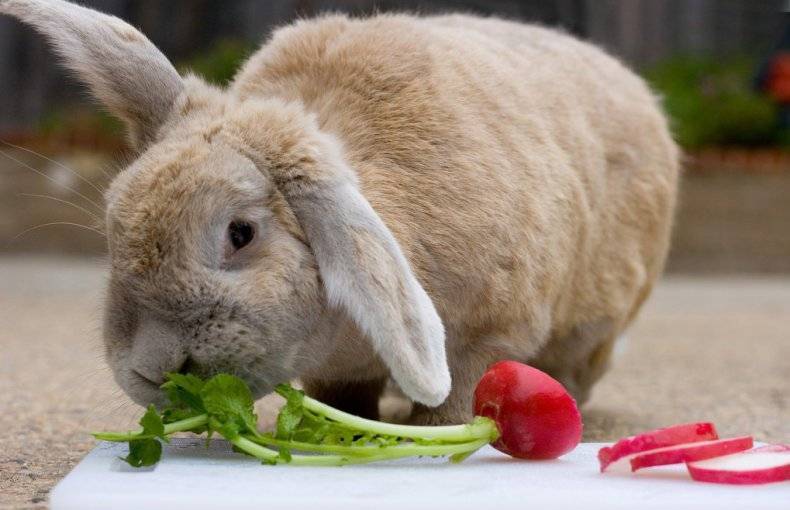 Можно ли кормить кролика яблоками и грушами