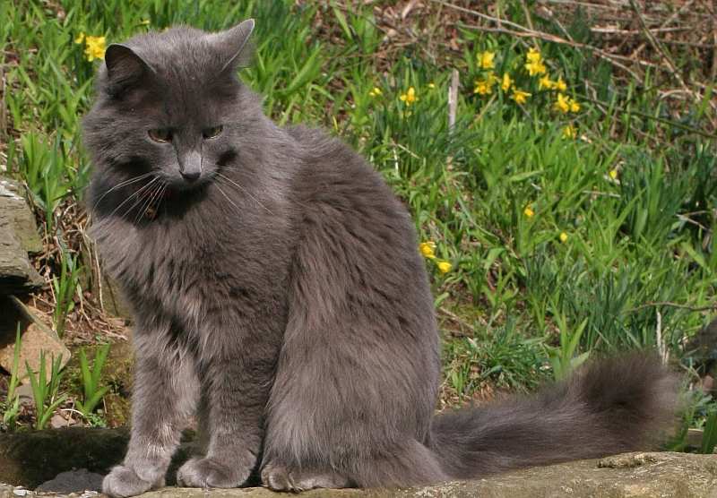 Кошка нибелунг — особенности породы