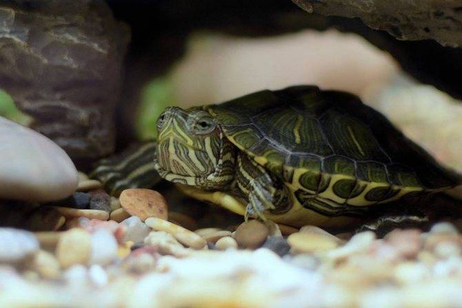 Сколько живут красноухие черепахи в аквариуме