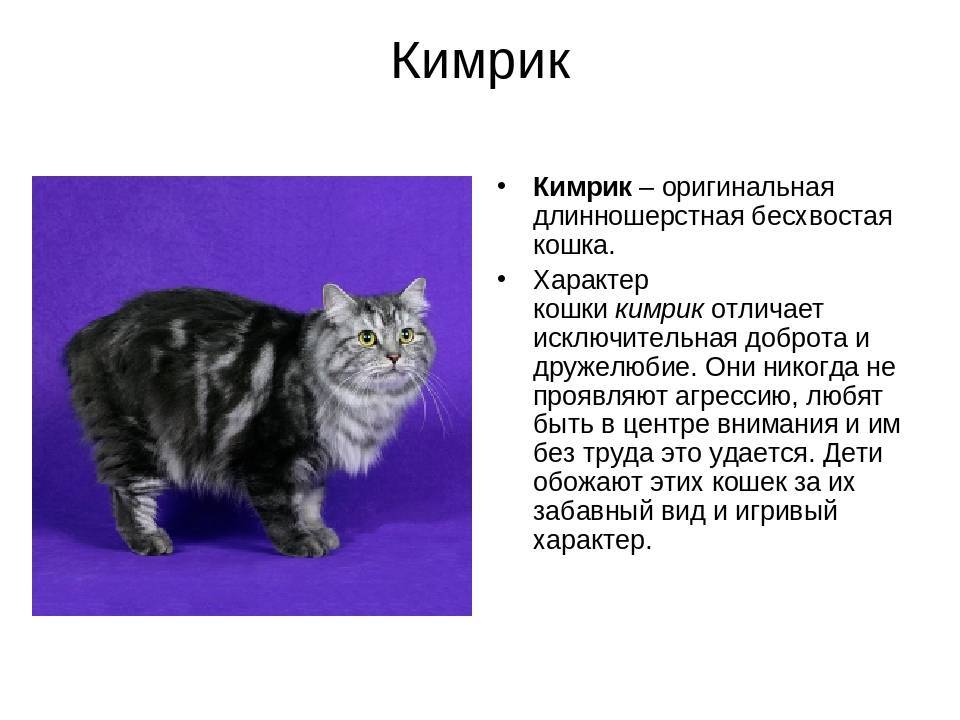 Порода кошек мейн-кун описание породы, характер и стоимость