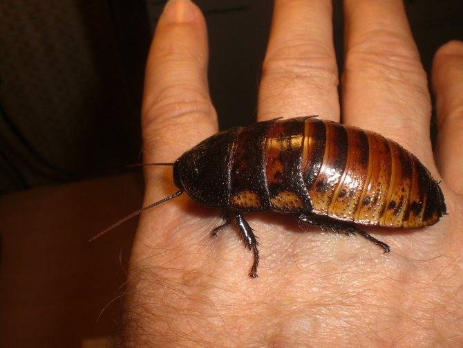 10 причин, чем полезны тараканы в природе, использование их уникальных свойств в лечении человека