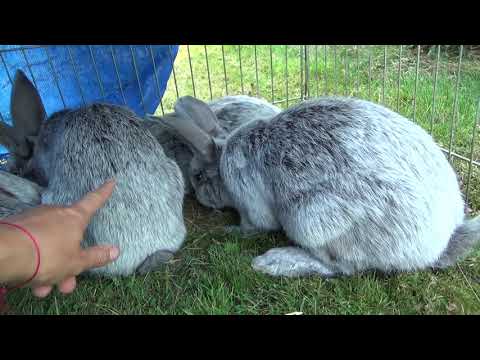 Кролики полтавское серебро: описание, характеристики, отзывы