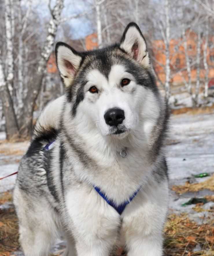 Аляскинский маламут: описание собаки, характер, фот и видео | pet7