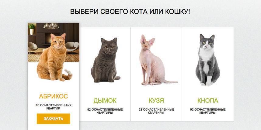 Кого выбрать, кота или кошку: мы поможем решить, кто лучше для вас