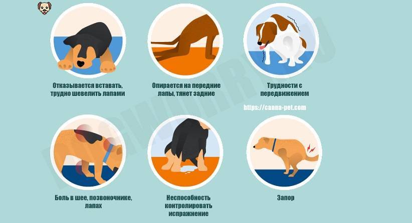 Паралич у собак: причины, лечение и профилактика | ваши питомцы