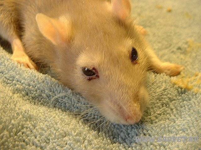 Порфирин у домашних крыс - причины, лечение выделений крови из носа и глаз