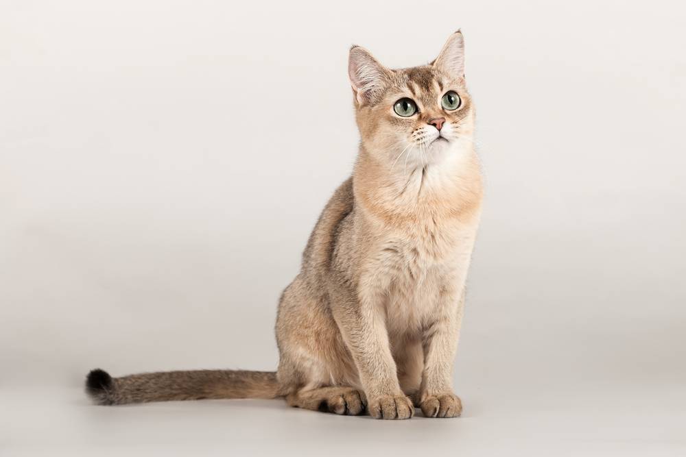 Кошки породы бурмилла — внешний вид, характер и особенности ухода