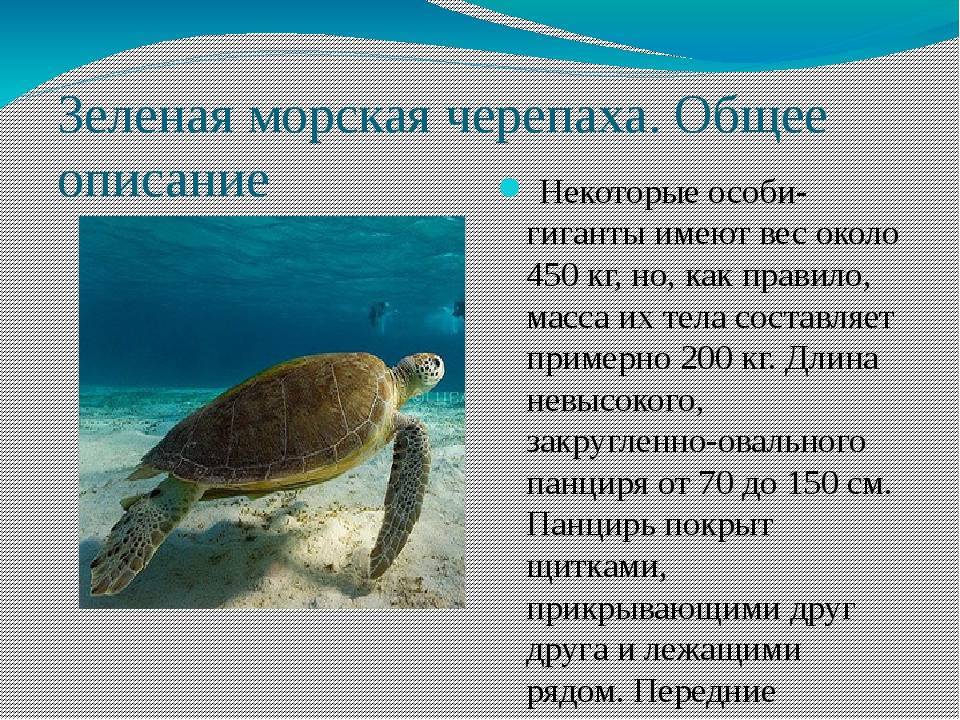 Редкие животные из красной книги россии и всего мира