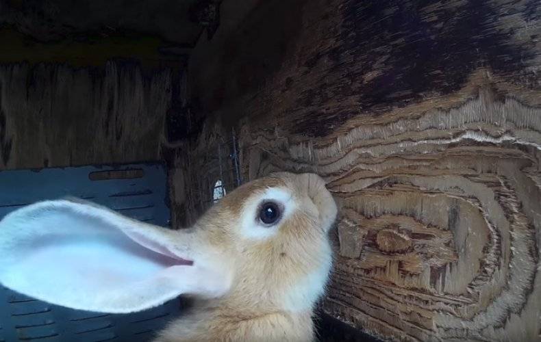 Что делать если кролик грызет деревянную клетку - агро журнал dachnye-fei.ru