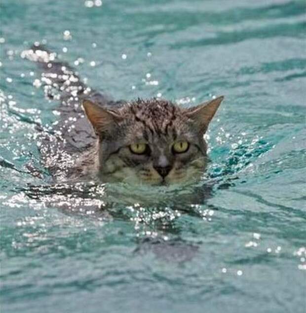 Кот плывет. Кот в воде. Котенок плавает. Водоплавающий кот.