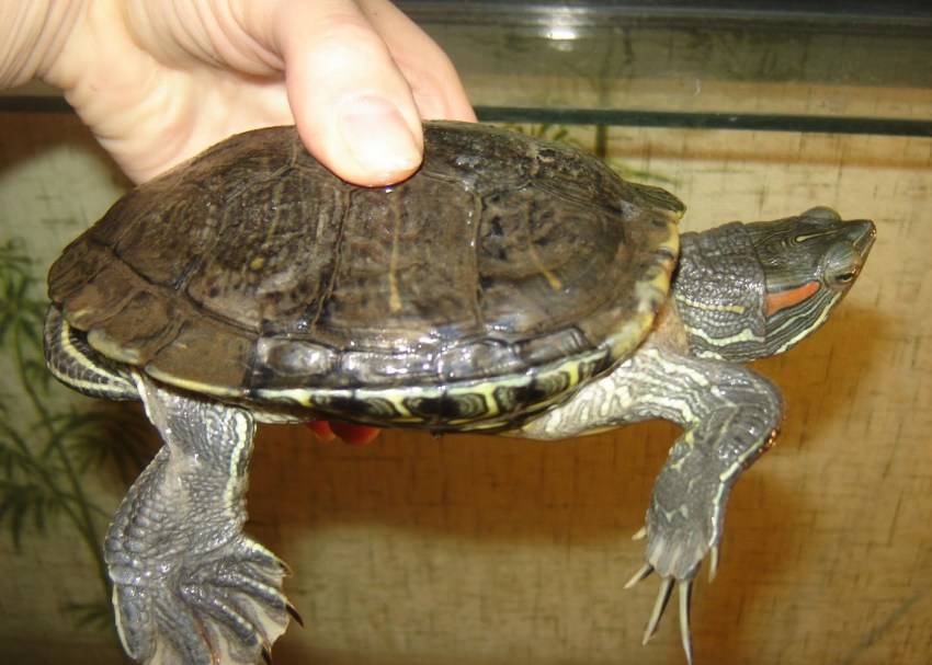 Сколько живут красноухие черепахи, содержание и уход за ними