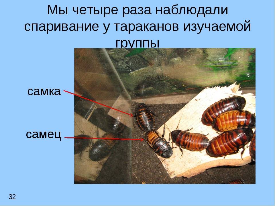 Мадагаскарский таракан - фото, что за насекомые?