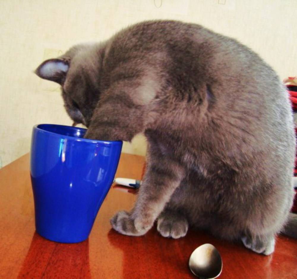 Кот отказывается пить