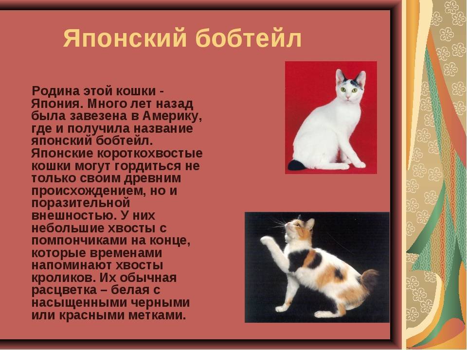 Сибирская и русская голубая кошка: описание породы, характер, здоровье