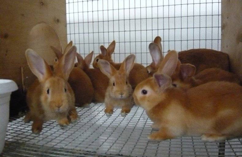 Короткошерстный кролик цветной карлик: характер и содержание, стандарт породы
