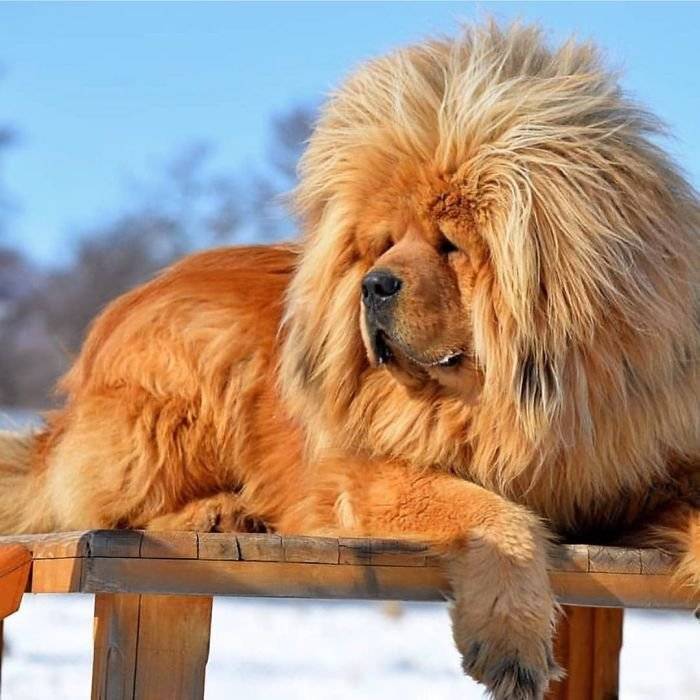 Самые большие собаки в мире фото - pet-mir.ru