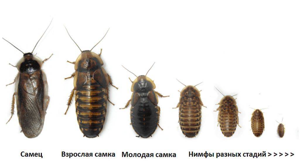 Домашние тараканы: виды, размножение и особенности развития
