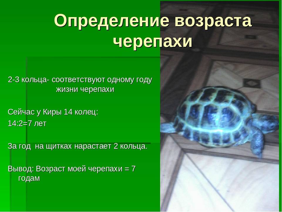 Как определить пол красноухой черепахи в домашних условиях: узнать мальчик или девочка (самец или самка), возраст
